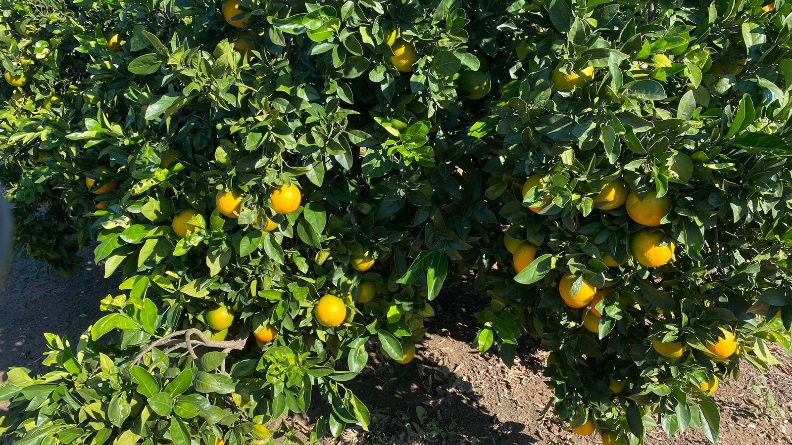 Un arbre de taronjes