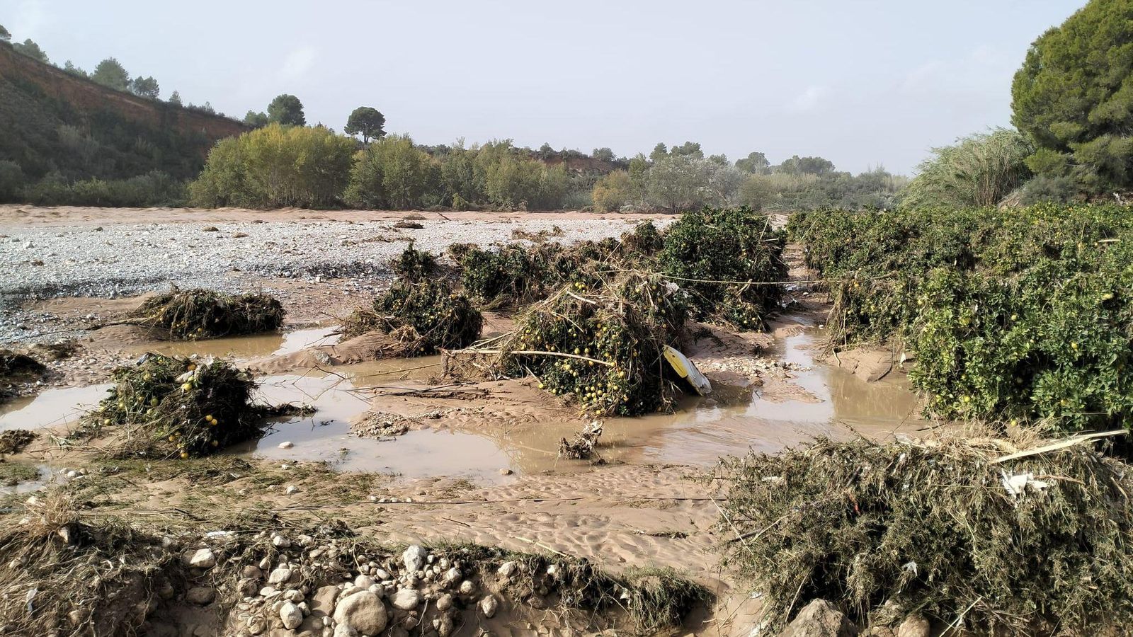 Camp de tarongers del terme de Torís totalment arrassat per la riuada del llit