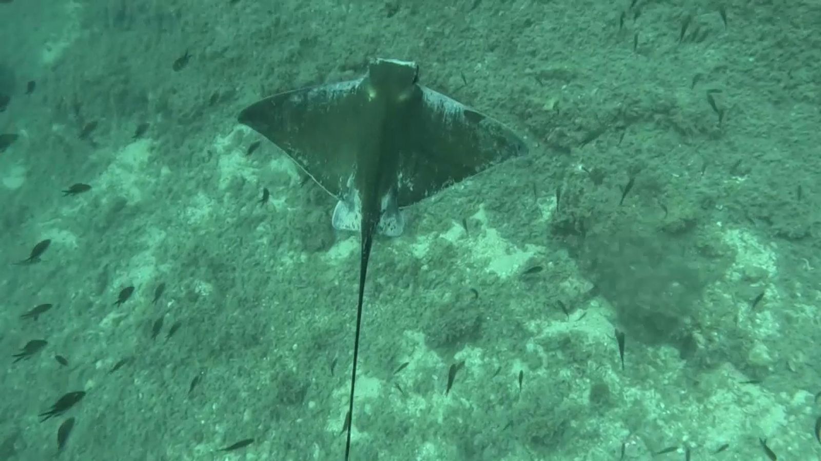 Àguiles marines a Benidorm