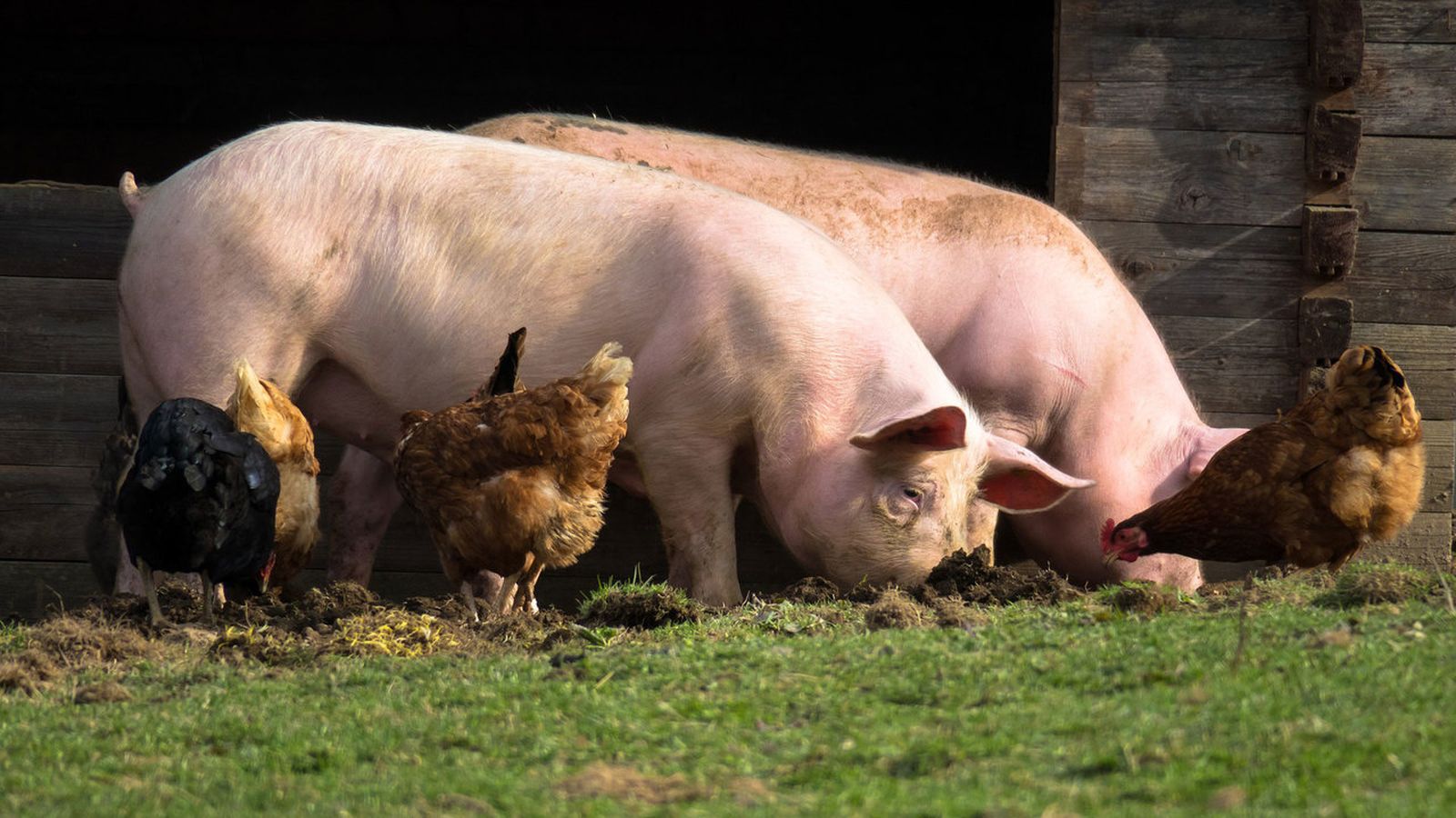 06.05.2019 | Consum proteïna animal i medi ambient