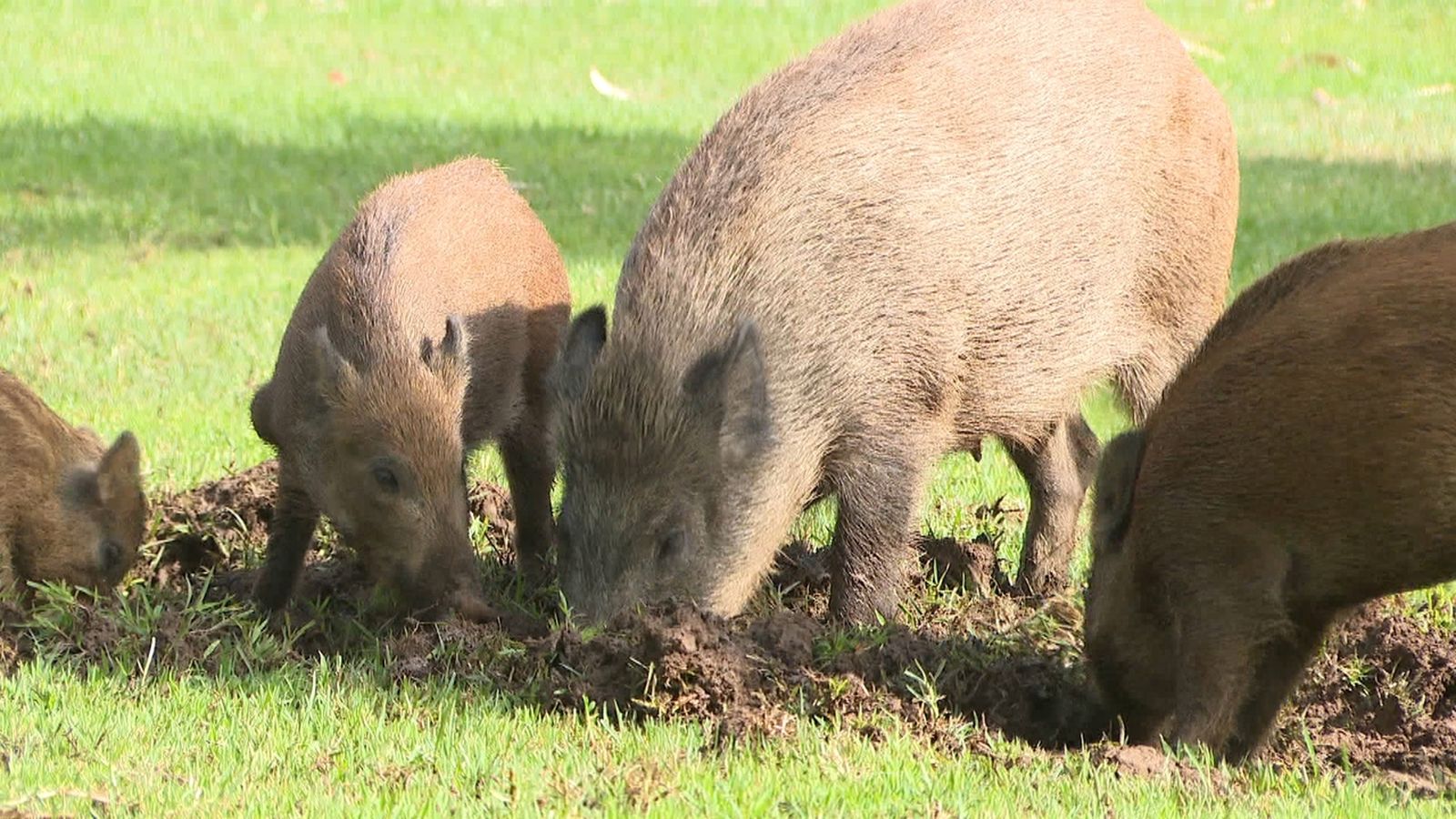 Imatge d'arxiu d'un grup de porcs senglars