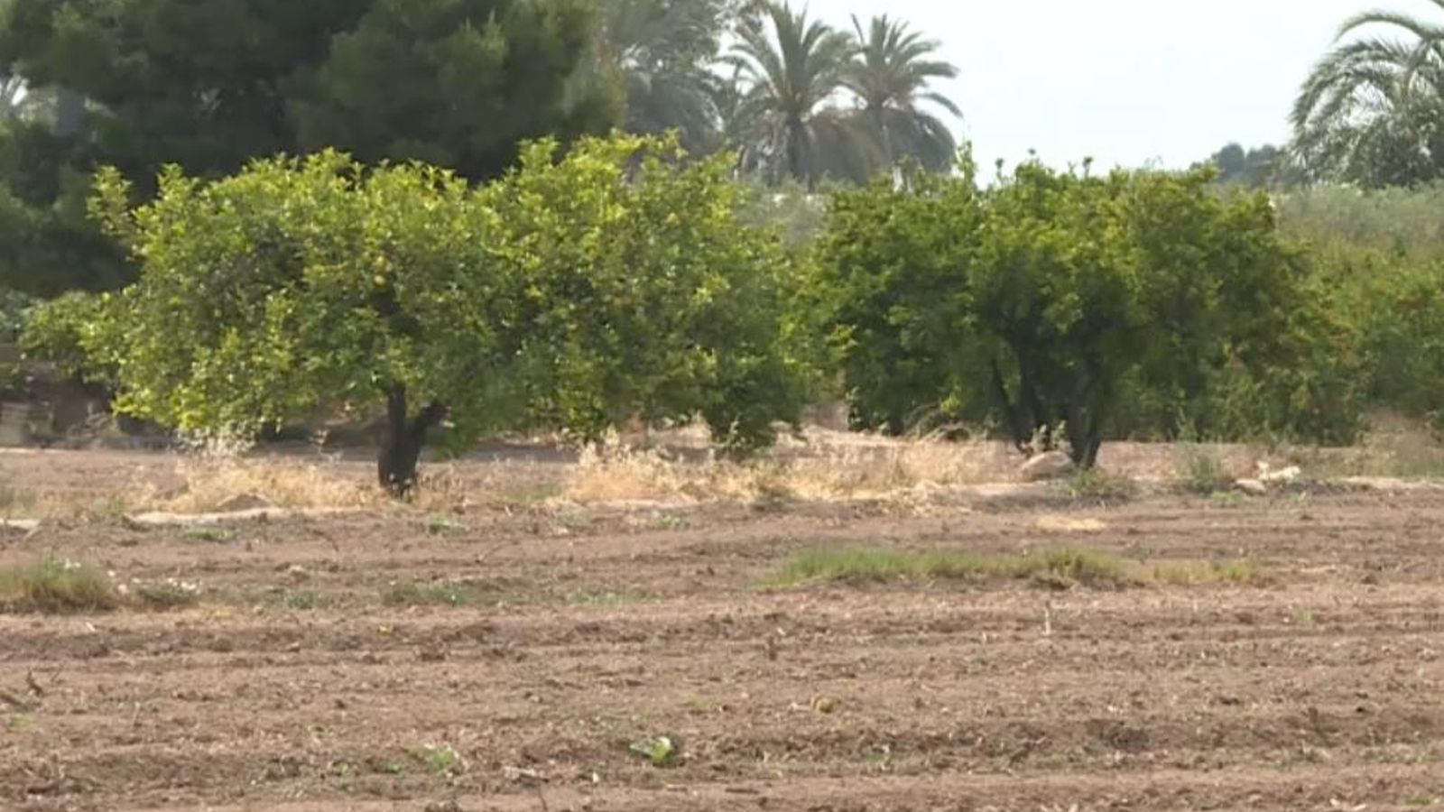 Les altes temperatures i la falta de pluja estan posant en una situació límit els cultius de regadiu al Baix Segura Al Vinalopó es viu una situació de sequera extrema perquè ja no queden recursos hídrics.