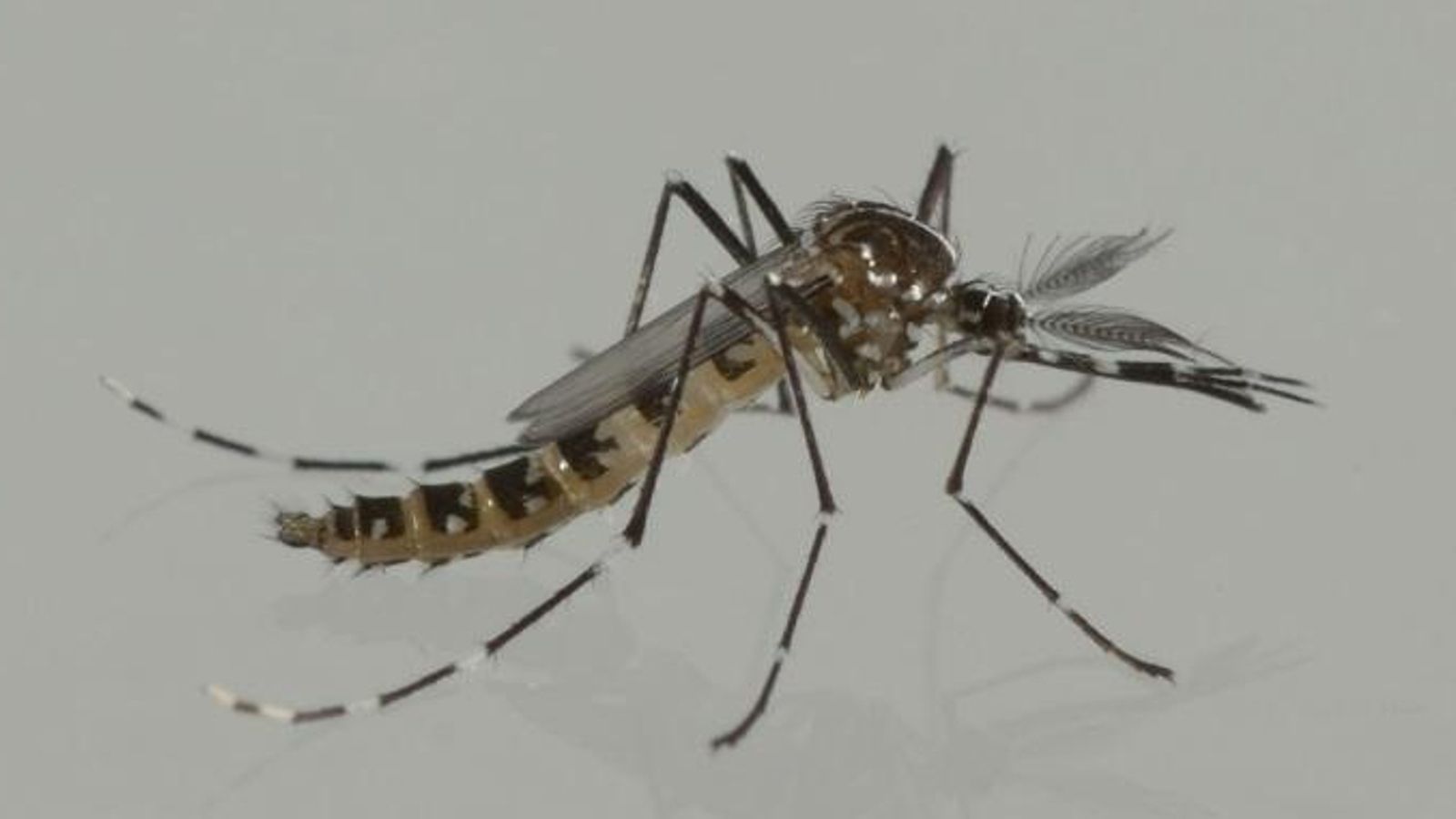 Mosquit tigre