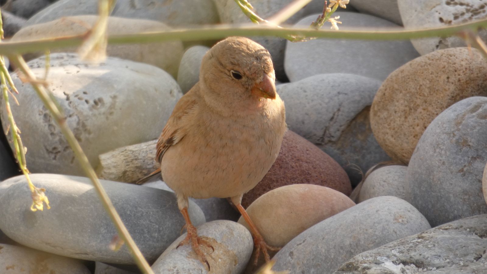 Troben un exemplar de passerell trompeter en el paisatge protegit de la desembocadura del Millars