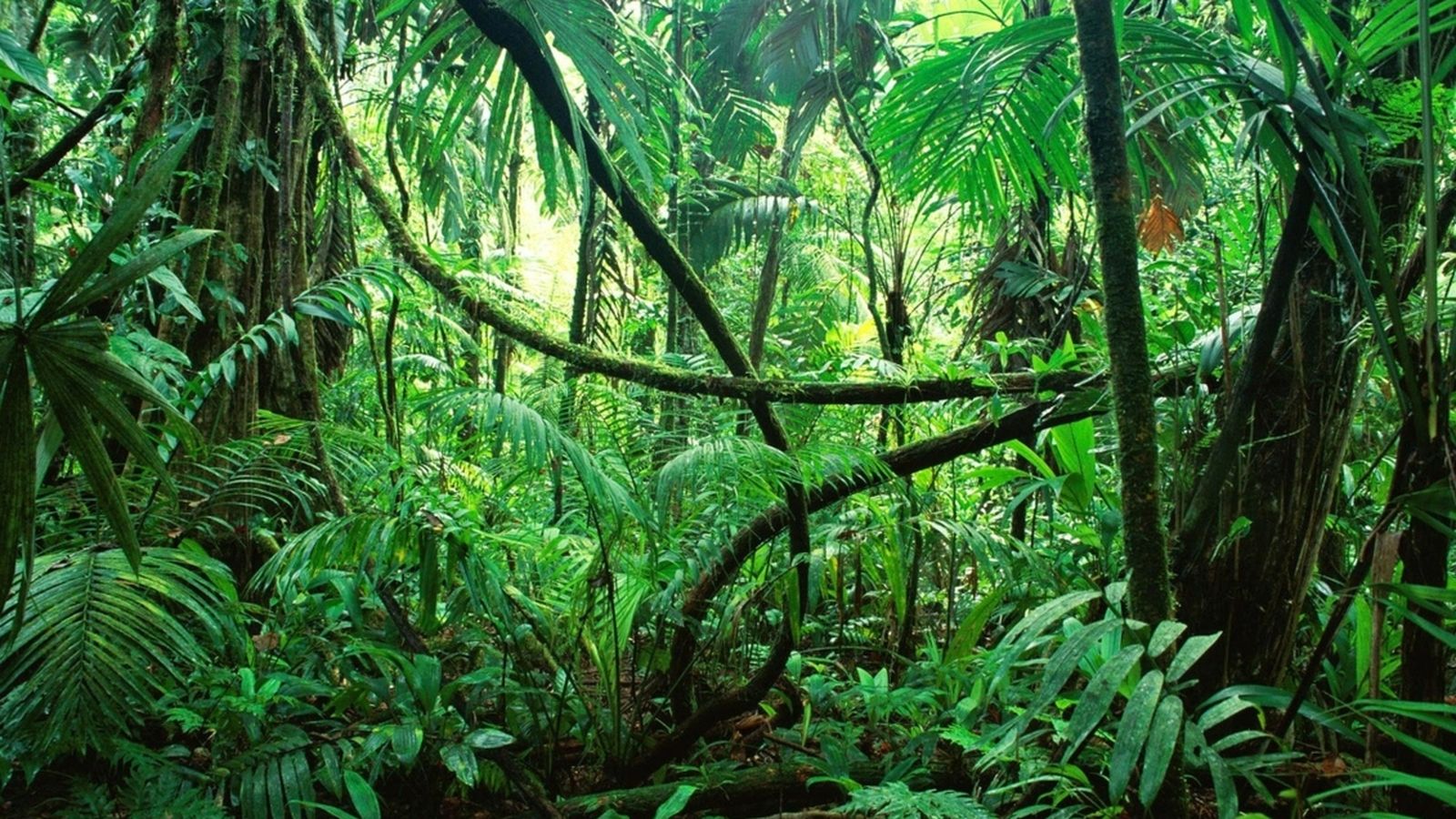 11.08.2018 | Entrevistem Tarzan a la selva
