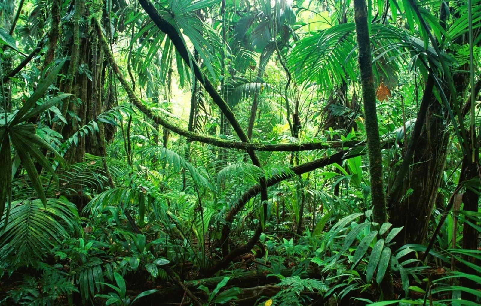 11.08.2018 | Entrevistem Tarzan a la selva