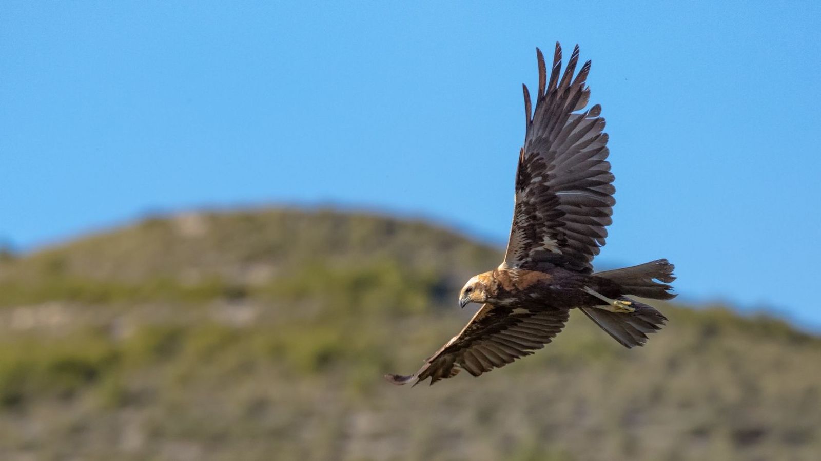 Arpellot de marjal en una imatge d'arxiu