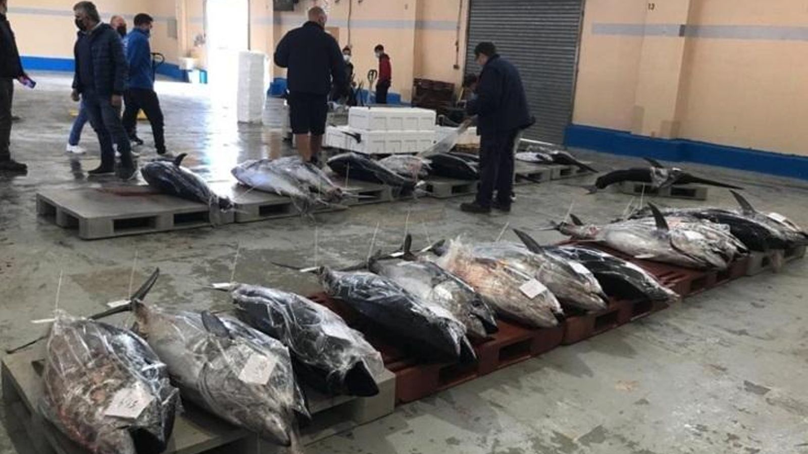 Pescadors de tonyina en la modalitat olímpica en una llotja valenciana