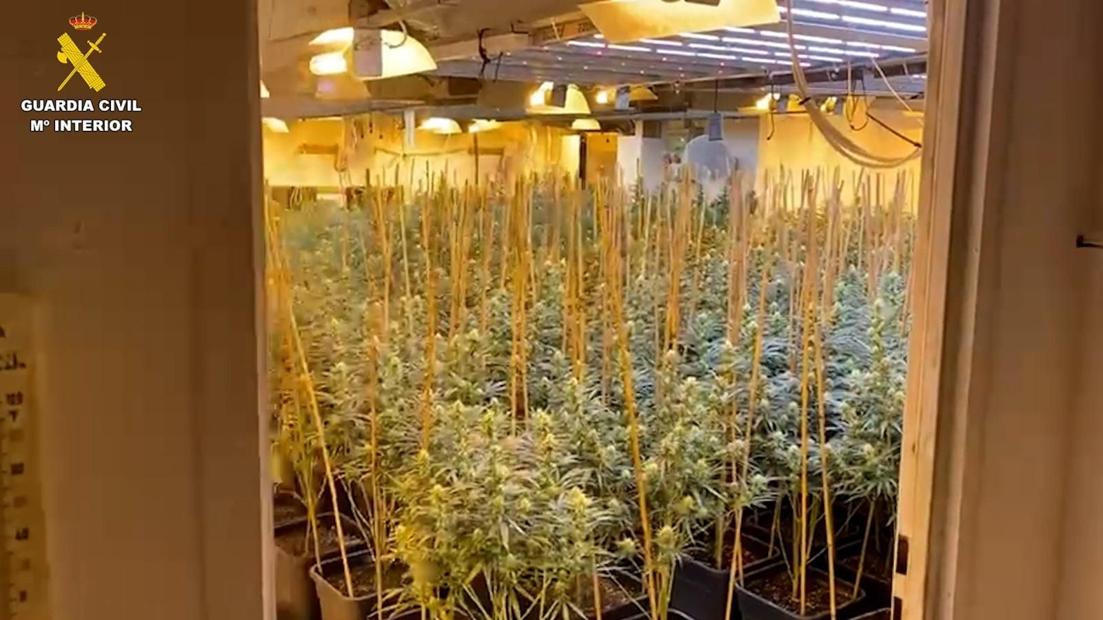 Plantació de marihuana en la nau industrial desmantellada