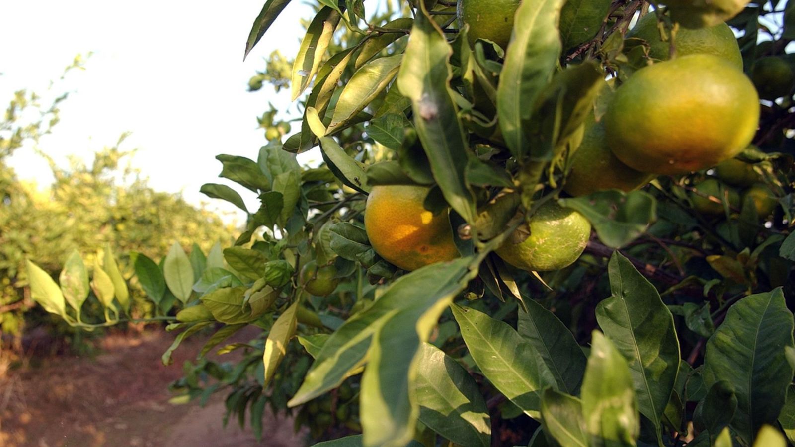 L’Eurocambra confirma acords comercial i d\'inversions amb Singapur per a protegir la taronja i el torró