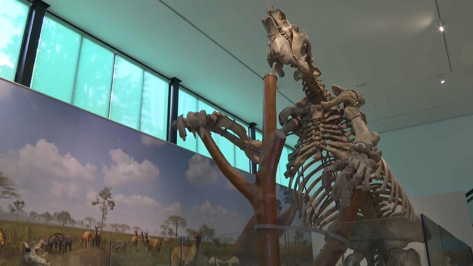 Reobri el Museu Paleontològic