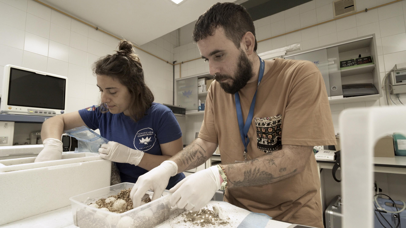 Els ous que han arribat a l'Oceanogràfic