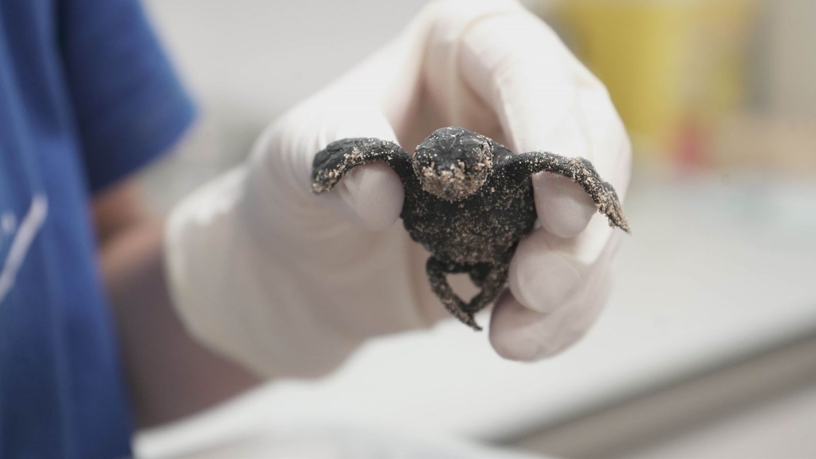 Naix la primera tortuga marina de l'únic niu registrat enguany a Espanya