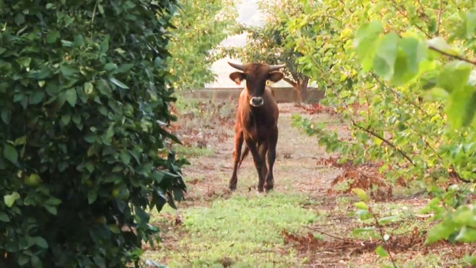 Les càmeres d'À Punt graven un dels animals en un camp del municipi