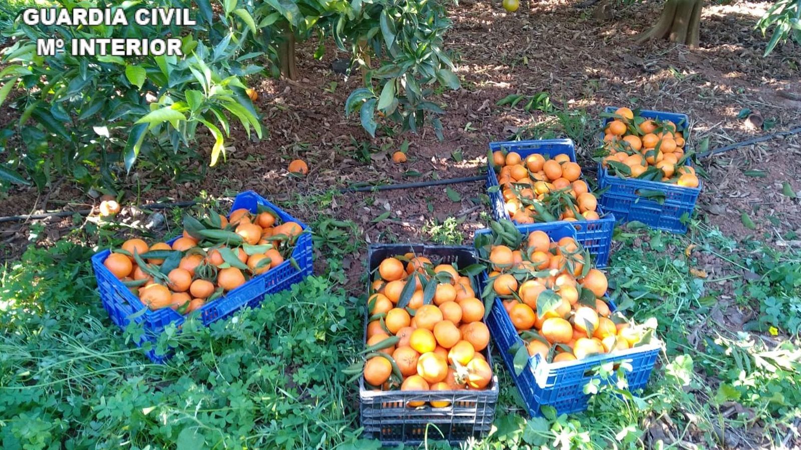 Diversos caixons de taronges furtades enllestits per a traure'ls del camp