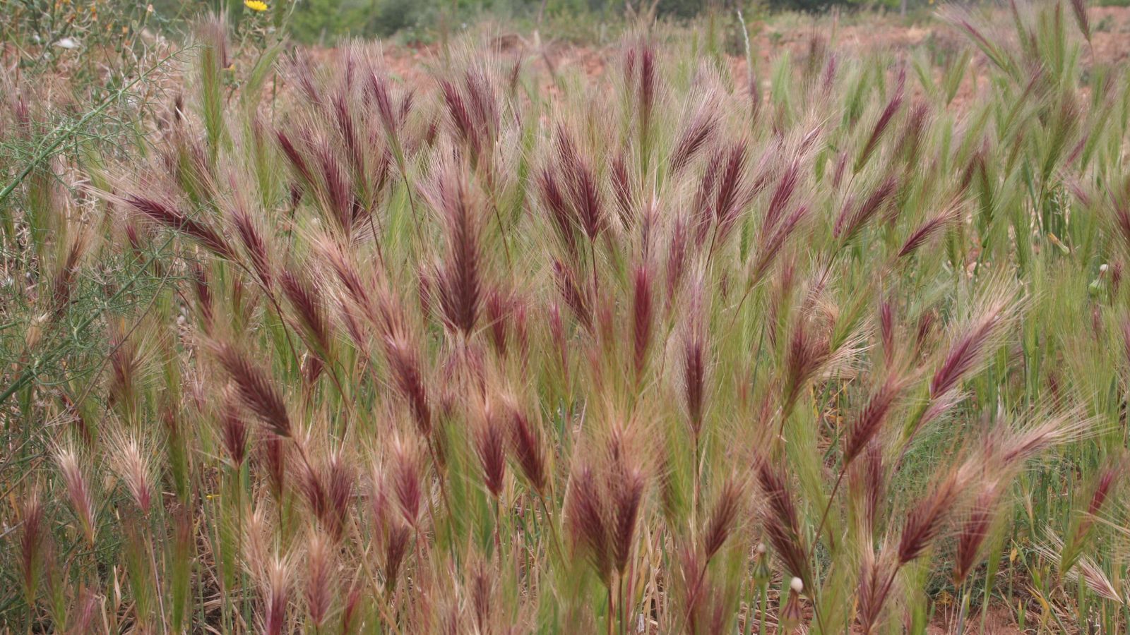 En els últims dies s\'ha incrementat la presència de pol·len a l\'atmosfera