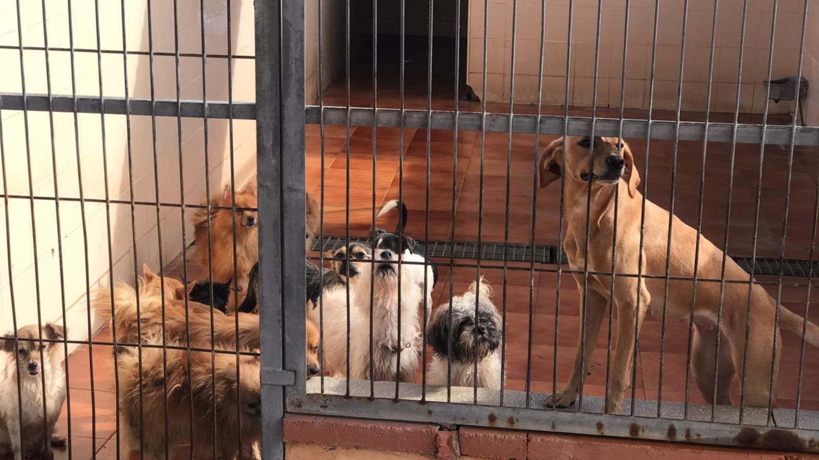 El lloc on estaven tancats els gossos presentava condicions d'abandonament i insalubritat.