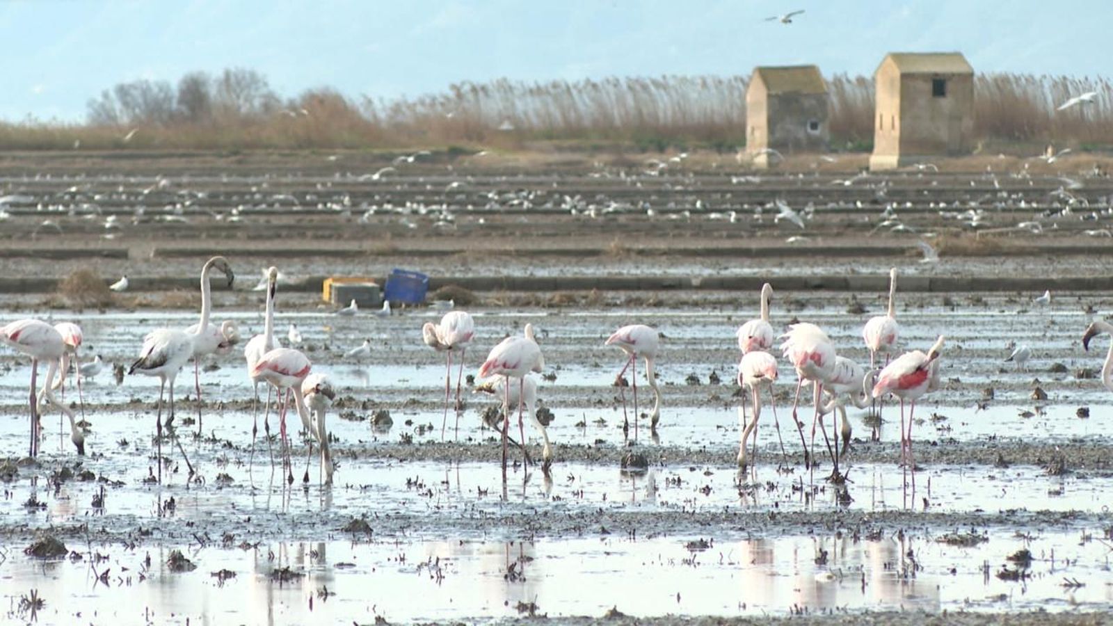 Milers de flamencs nidifiquen a l'Albufera