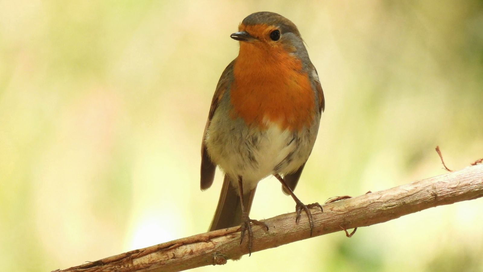 ALFONDEGUILLA, LA PLANA BAIXA