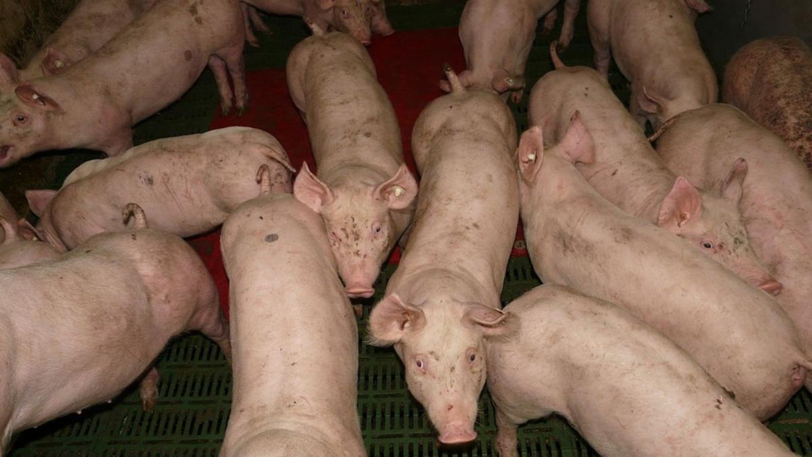 Aconsegueixen restaurar funcions cerebrals en un porc hores després de mort