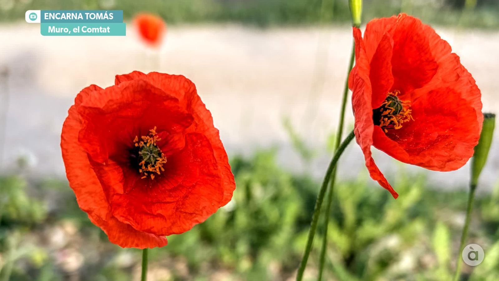 captura_2026-02-27 NIT_JAVI_xF CORTES_WM