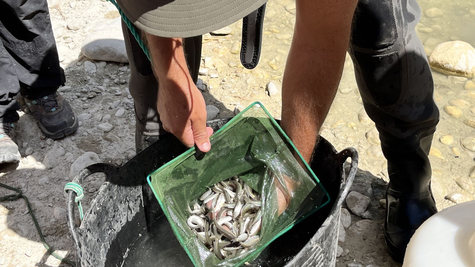 Traslladen 800 exemplars de carpa koi japonesa des de la rambla de Puça de Petrer