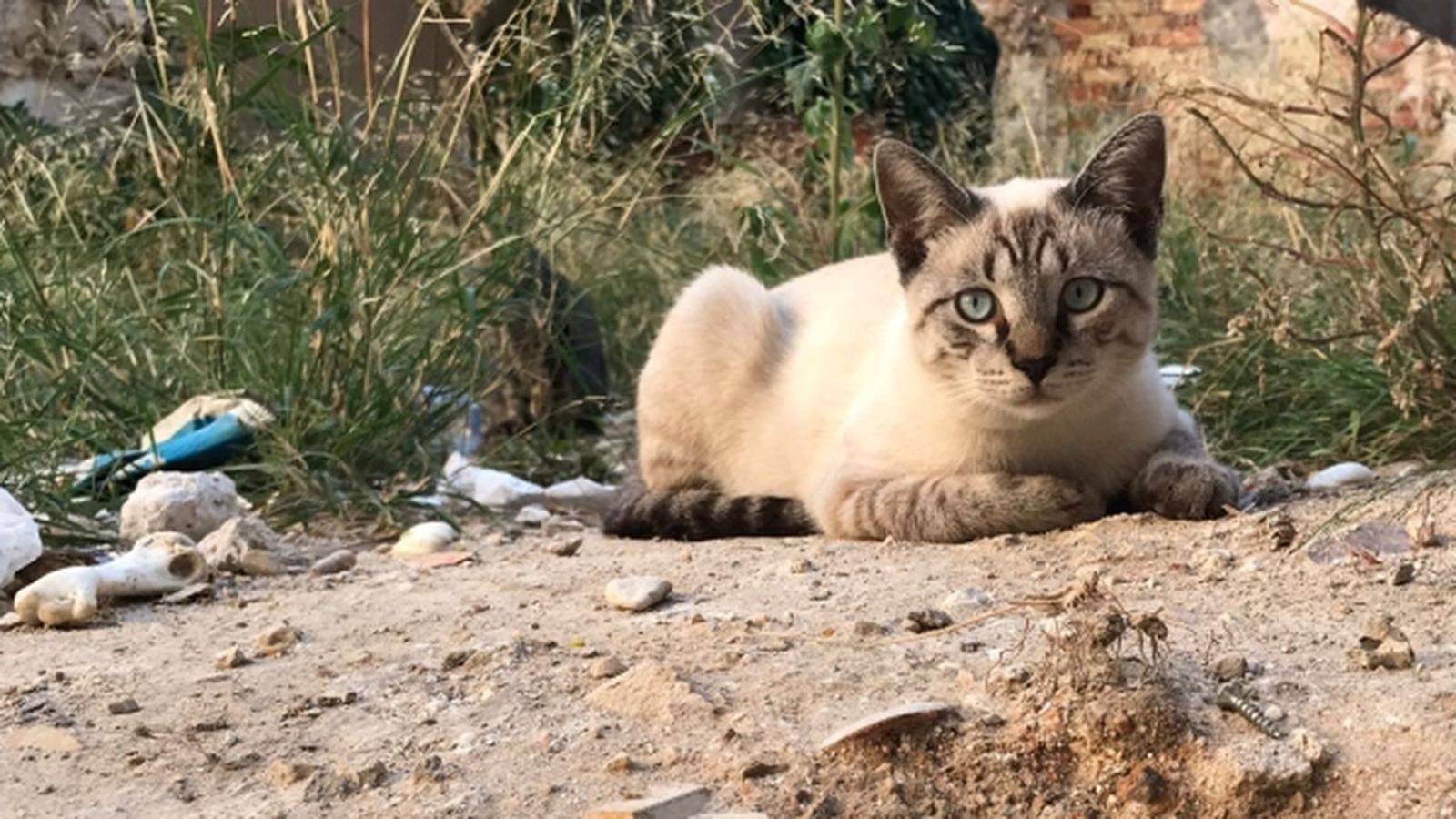 Amparo Requena, presidenta de Modepran: \"A Espanya els animals encara es consideren coses\"