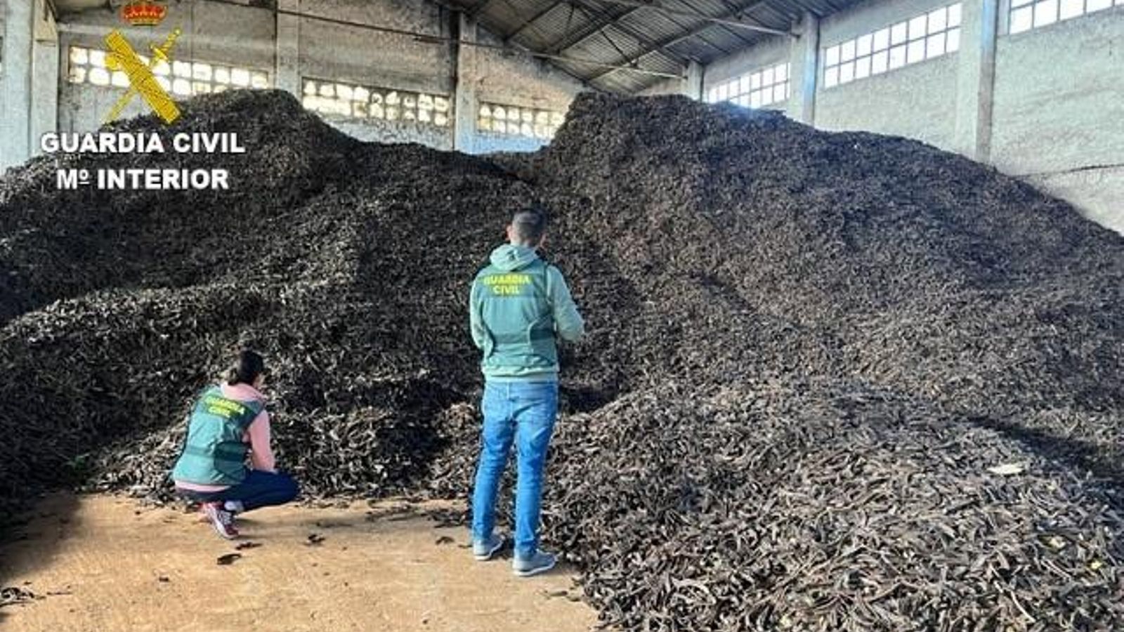 Garrofes requisades per la Guàrdia Civil en una de les operacions