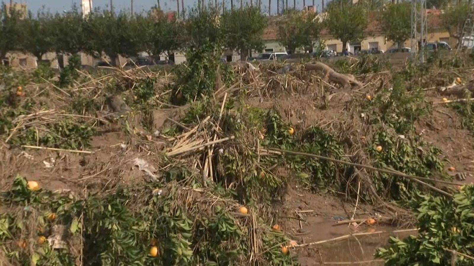 Camps danyats per la riuada en Algemesí