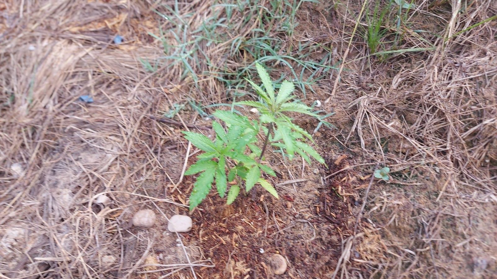 Una planta de marihuana