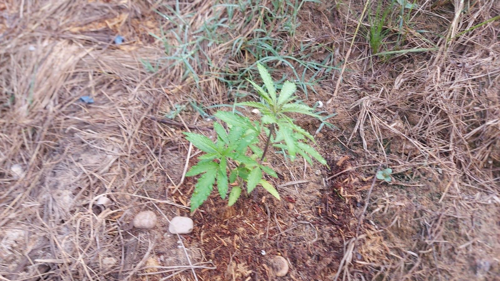 Una planta de marihuana