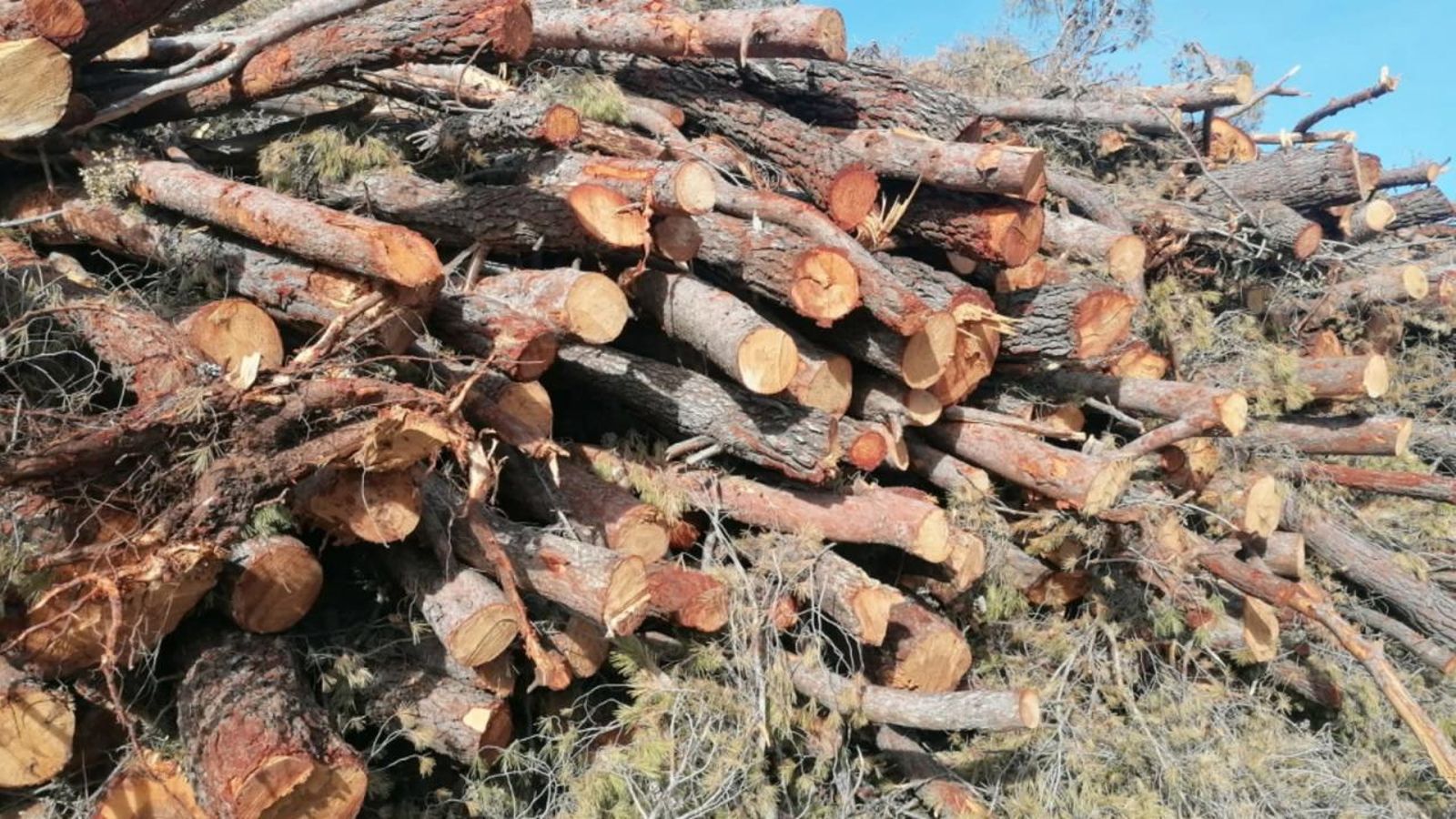 Arbres talats Arbres talats