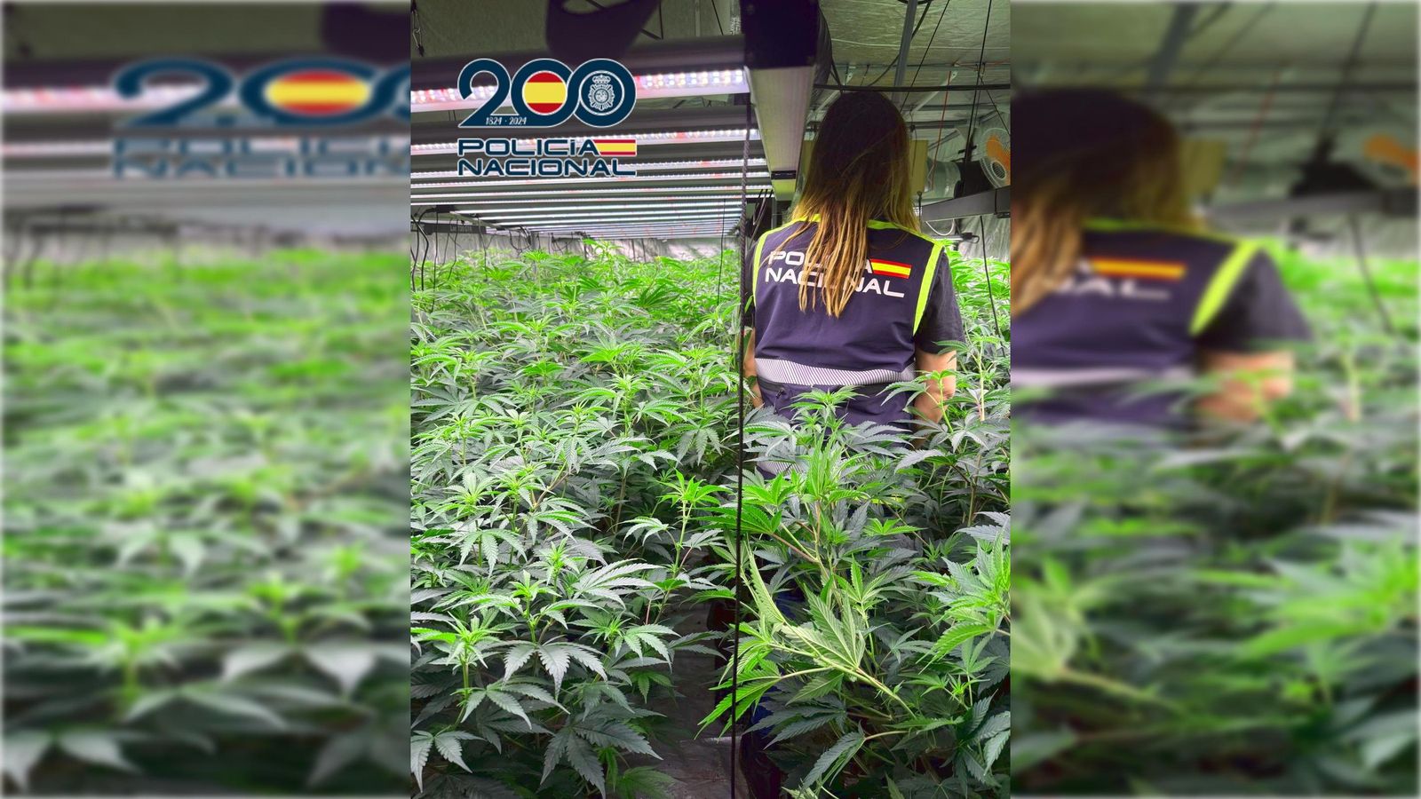 Una agent de la Policia Nacional en una de les naus on el grup criminal cultivava marihuana a gran escala