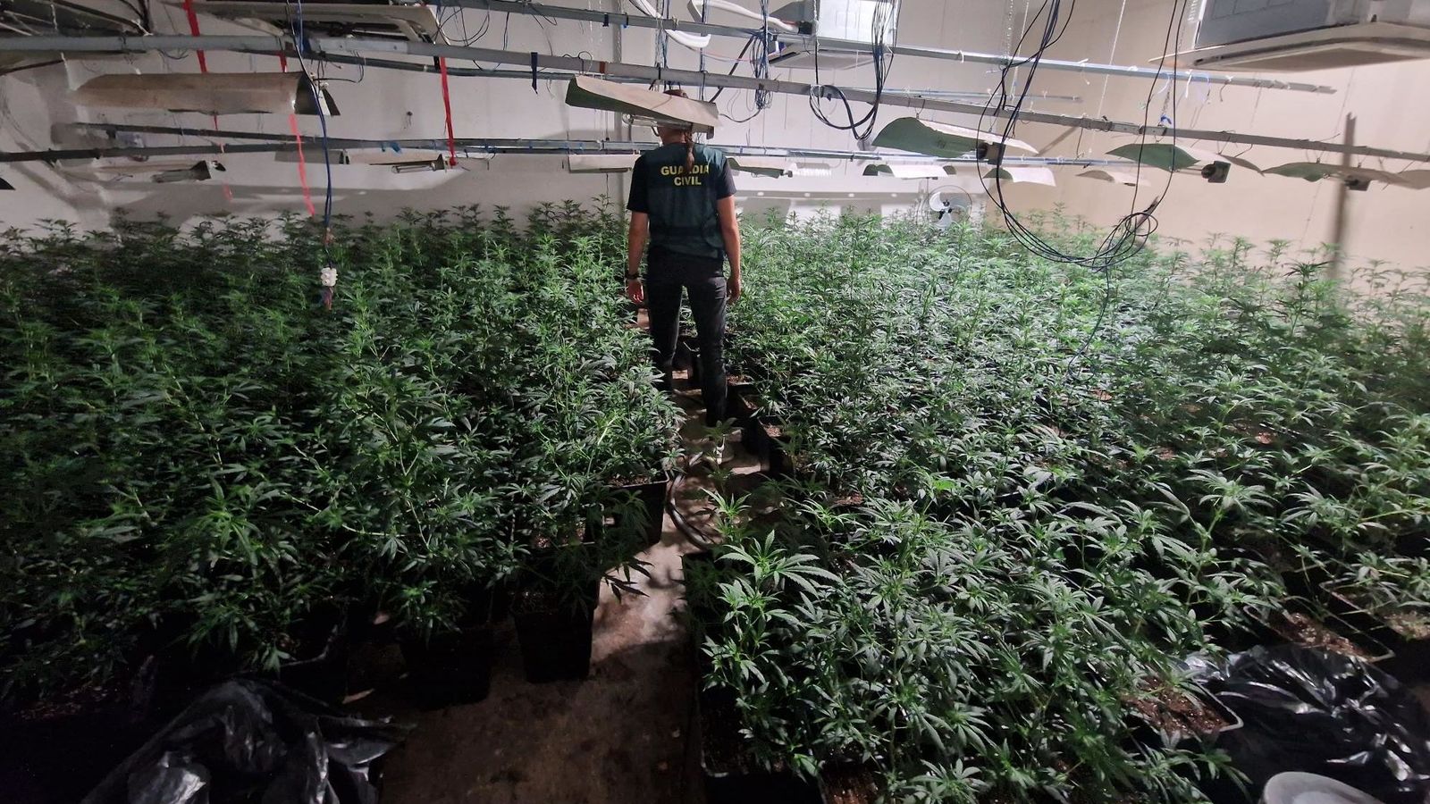 Una agent de la Guàrdia Civil examina una de les plantacions desmantellades en l'operatiu