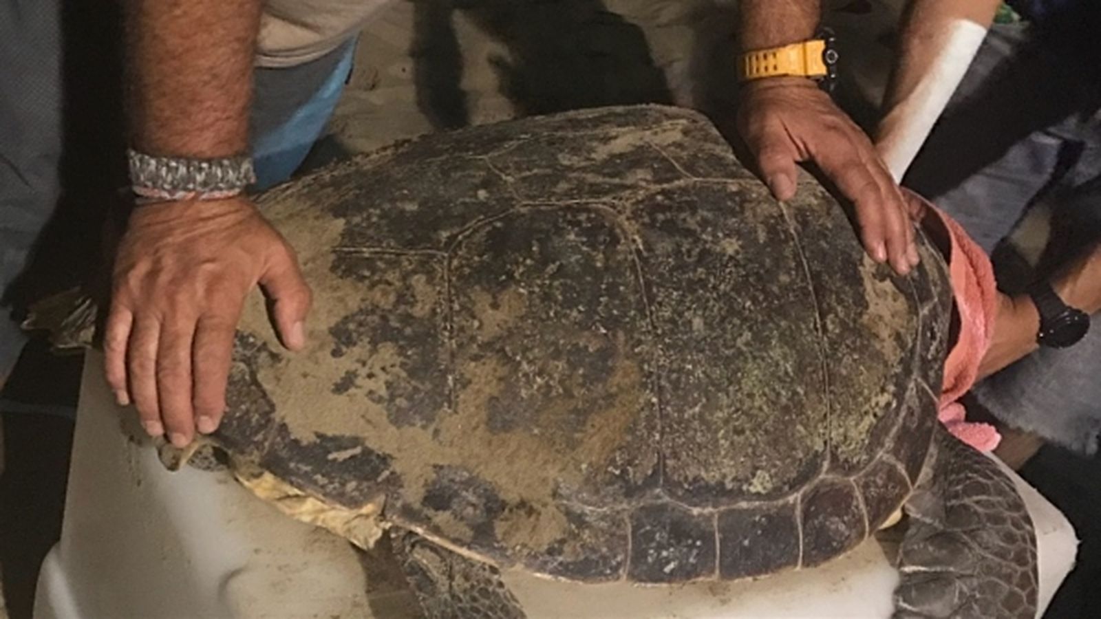 Tortuga bova a la platja de Benicàssim