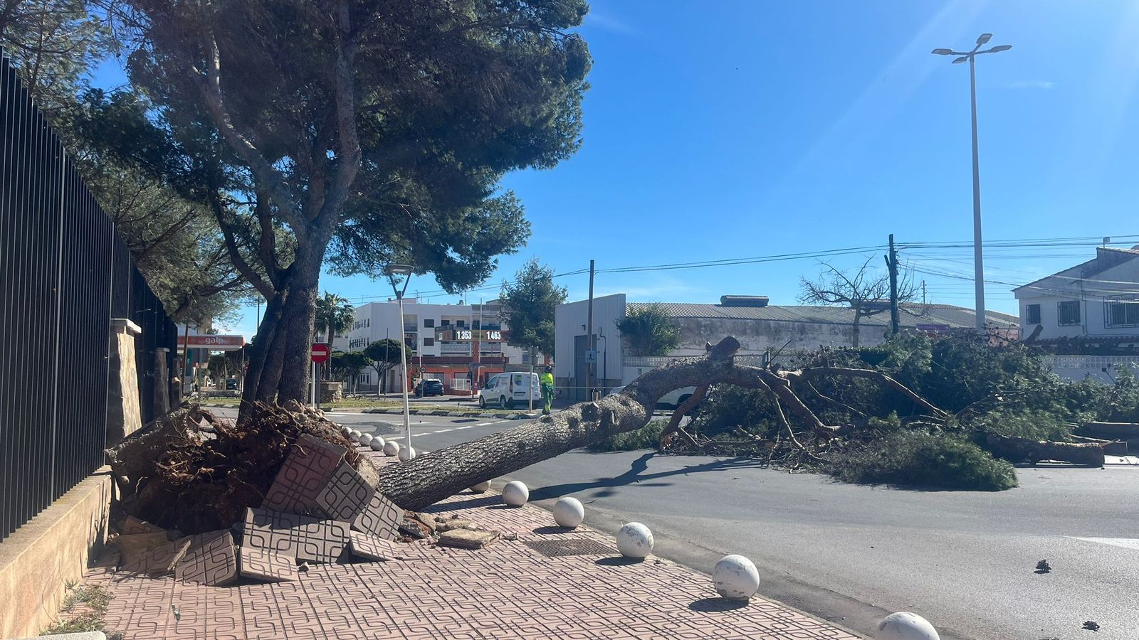 Arbre tombat pel vent este dissabte