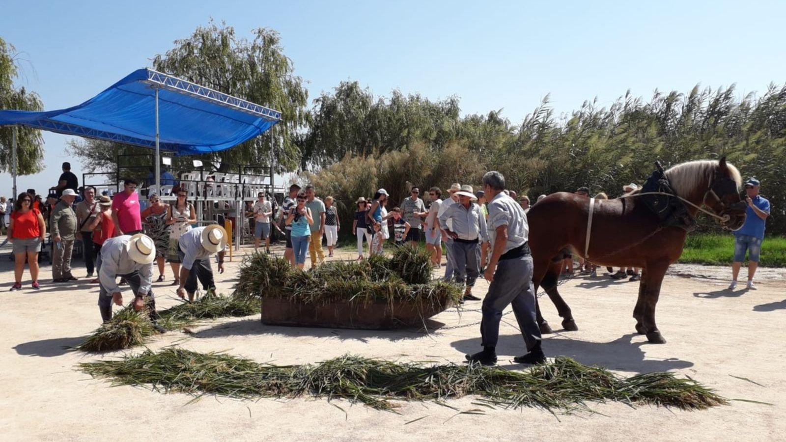 Una jornada plena d'activitats per a connectar amb les arrels del cultiu de l'arròs