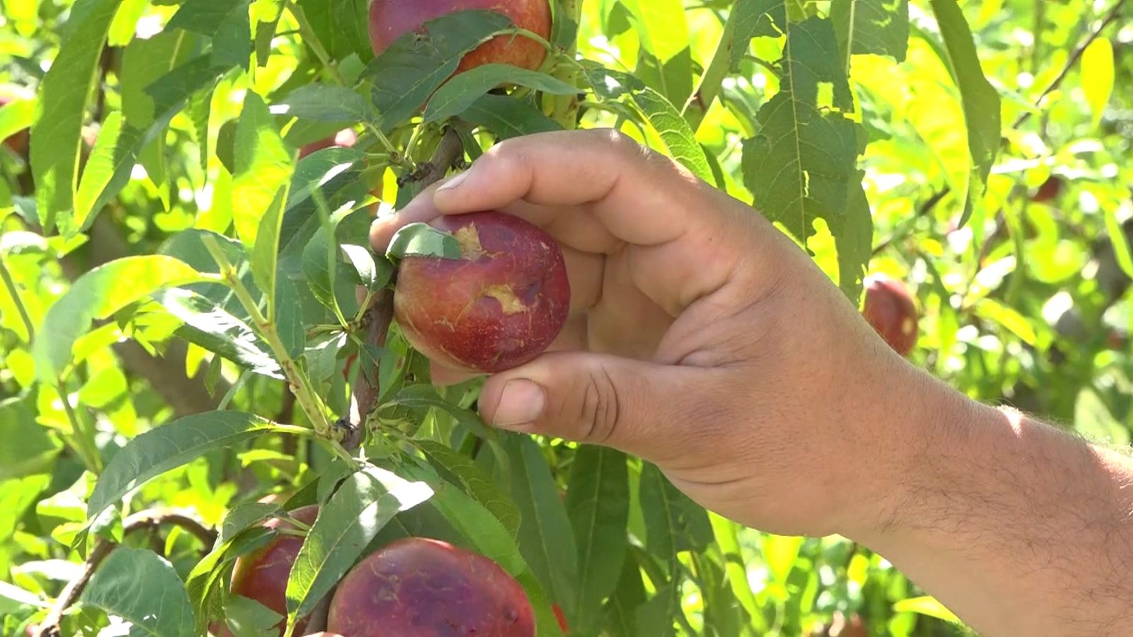 Danys causats per la pedregada a la fruita de pinyol