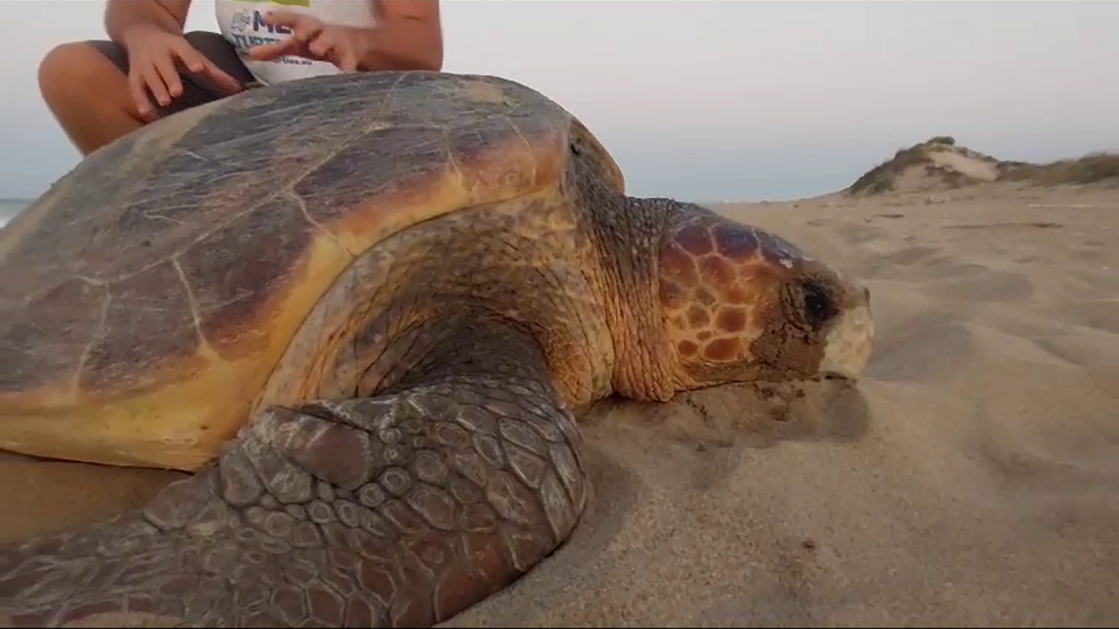 Tortuga al Saler