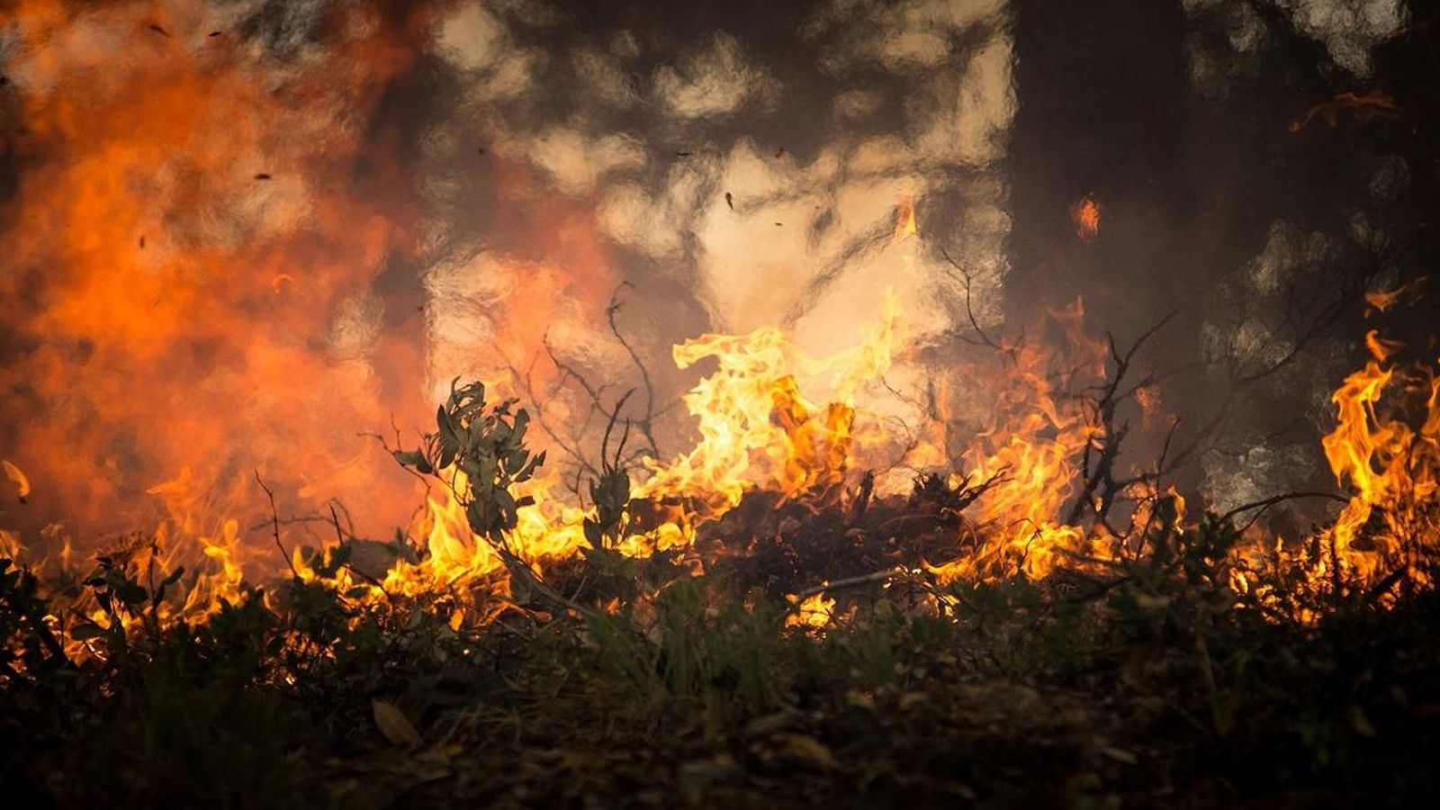 Horizoner, una nova app per a previndre i detectar incendis forestals
