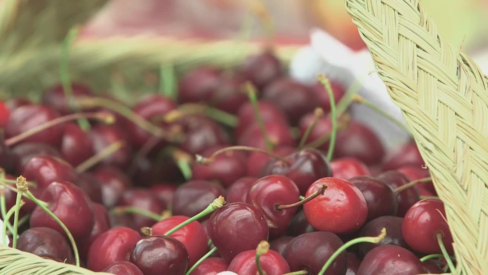 06.09.2019 | L\'arbre de les cireres