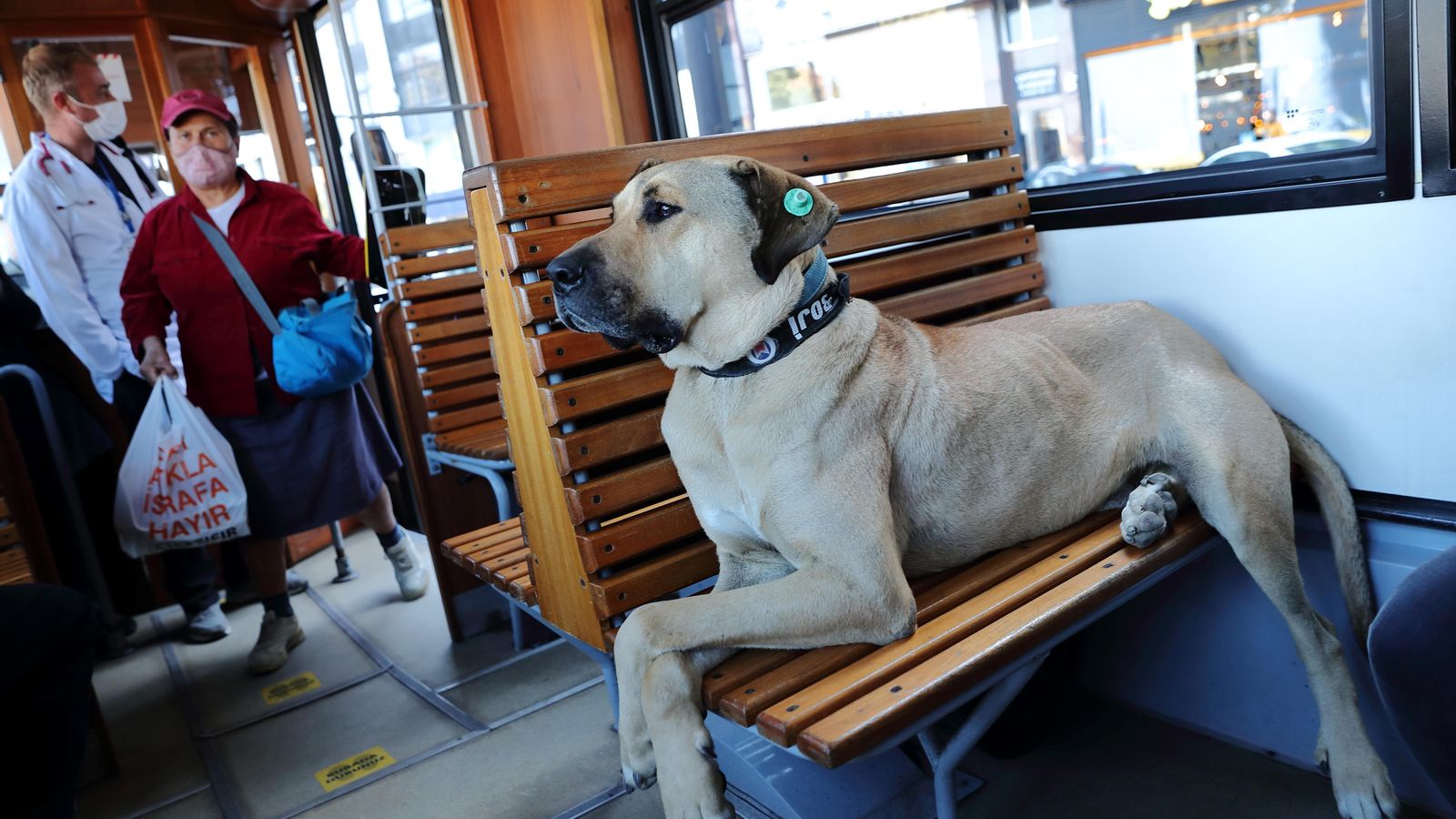 El gos Boji, usuari habitual dels busos, ferris, metros i tramvies d'Istanbul \ Murad Sezer (Reuters)