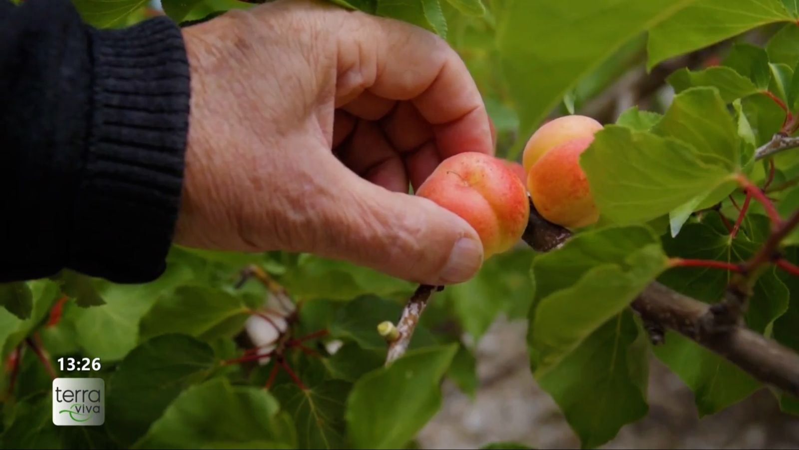 Àngel: “En el poble, uns et donen una cosa, tu els en dones una altra, i així és viu”