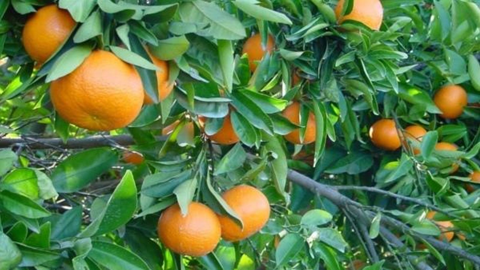 S\'estima que la collita de cítrics caurà un 17% en la campanya 2019-2020