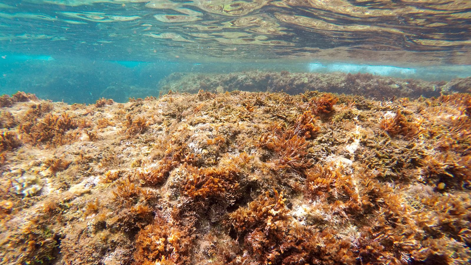 02.06.2022 | La Posidònia Oceànica a Alacant