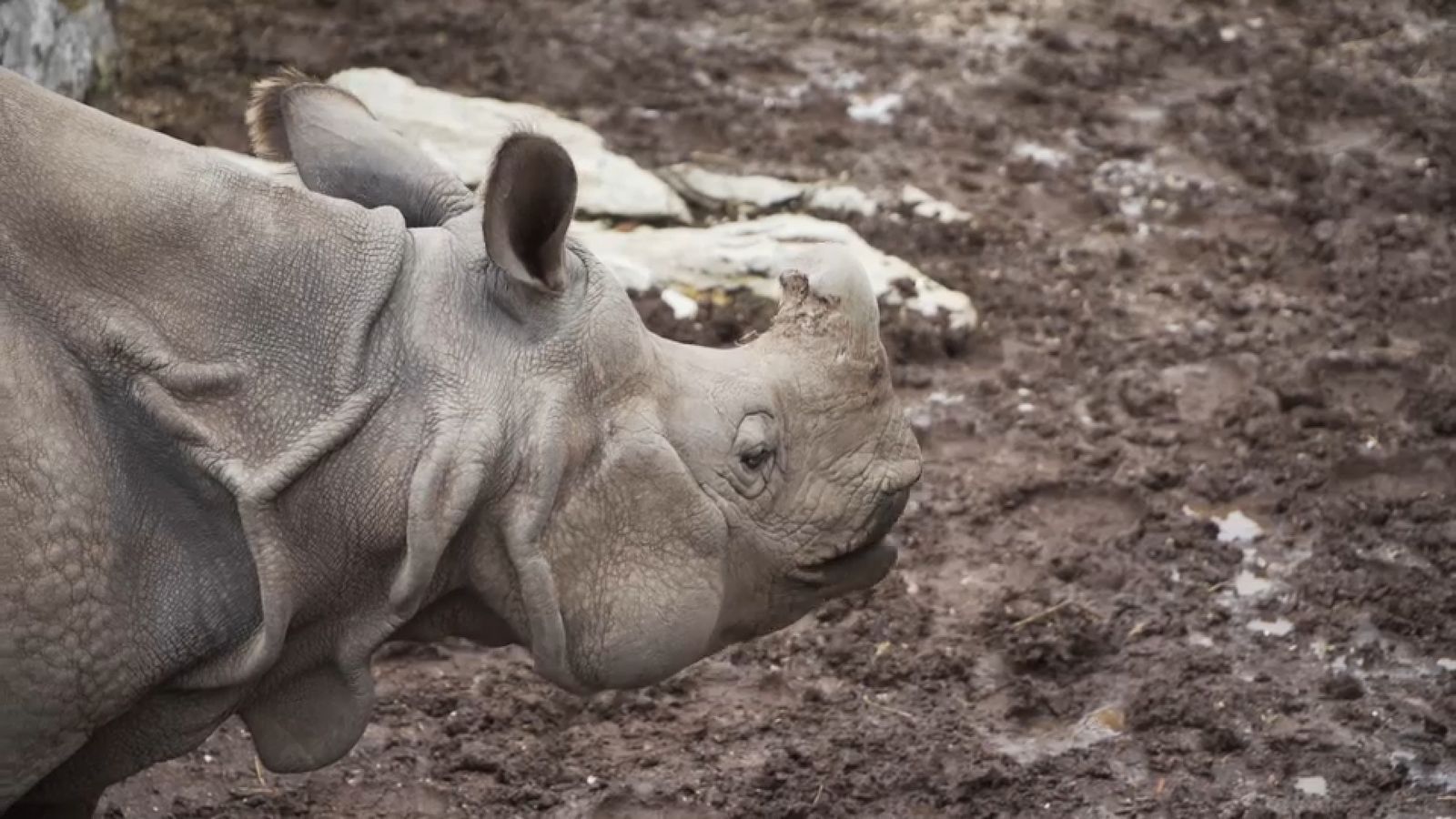 17.04.2022 | Animalades, un Món Bestial