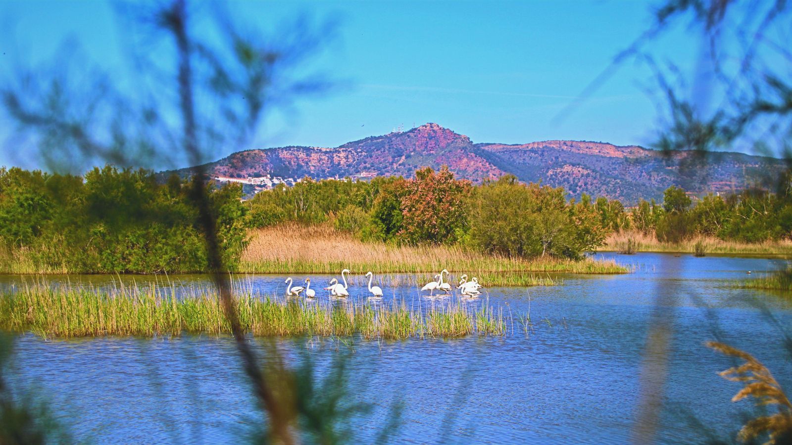 27 LA MARJAL DELS MOROS, SAGUNT, VICENT CUENCA