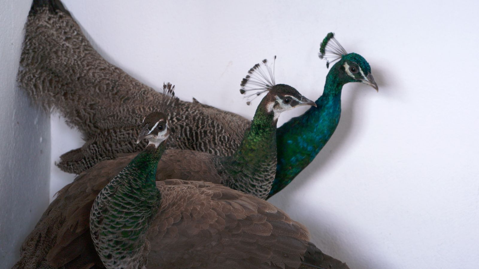 Animalades | Cites animals