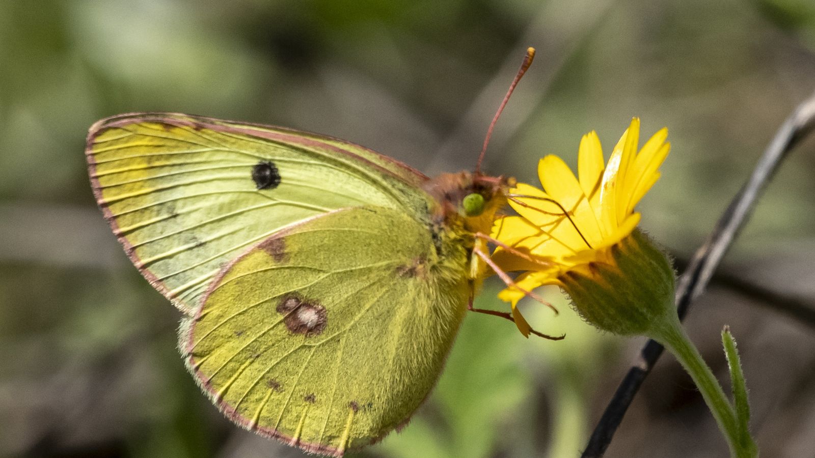 12- BLAI VANYÓ, Bocairent, la Vall d'Albaida