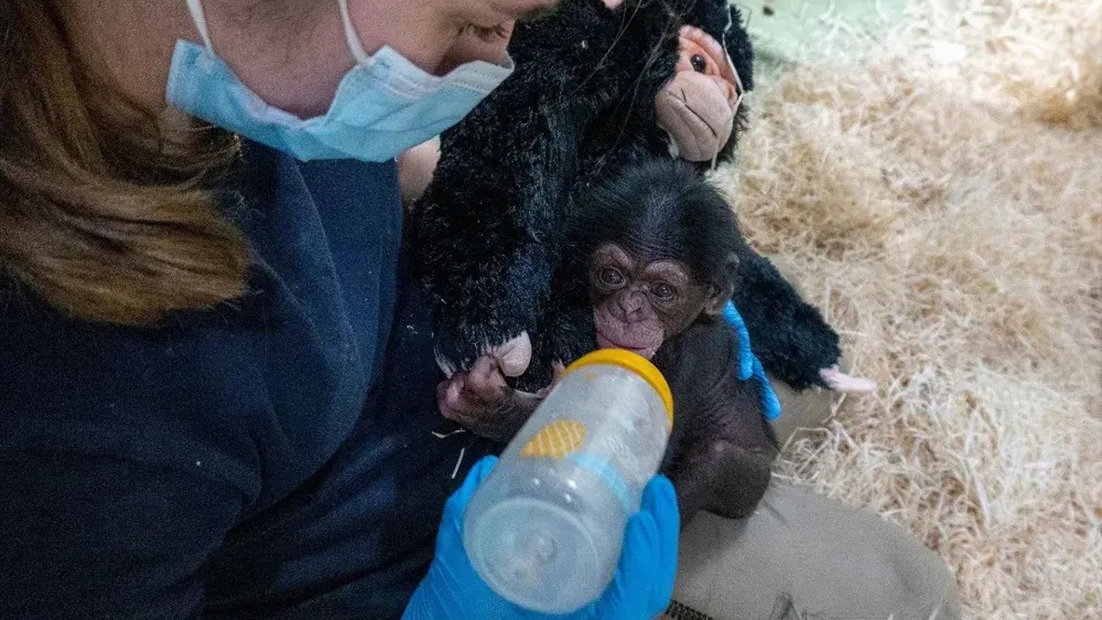 L'equip tècnic del parc ha alimentat a la cria amb biberons